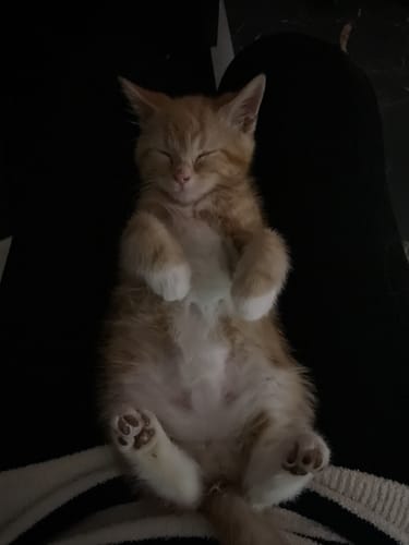 Customer photo review of 3 Month Supply - 1 Cat