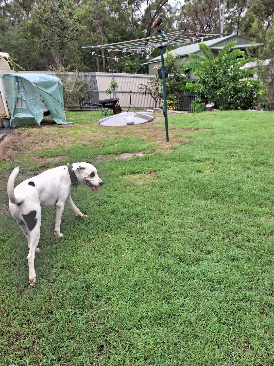 Customer photo review of Digestive K9 Powder
