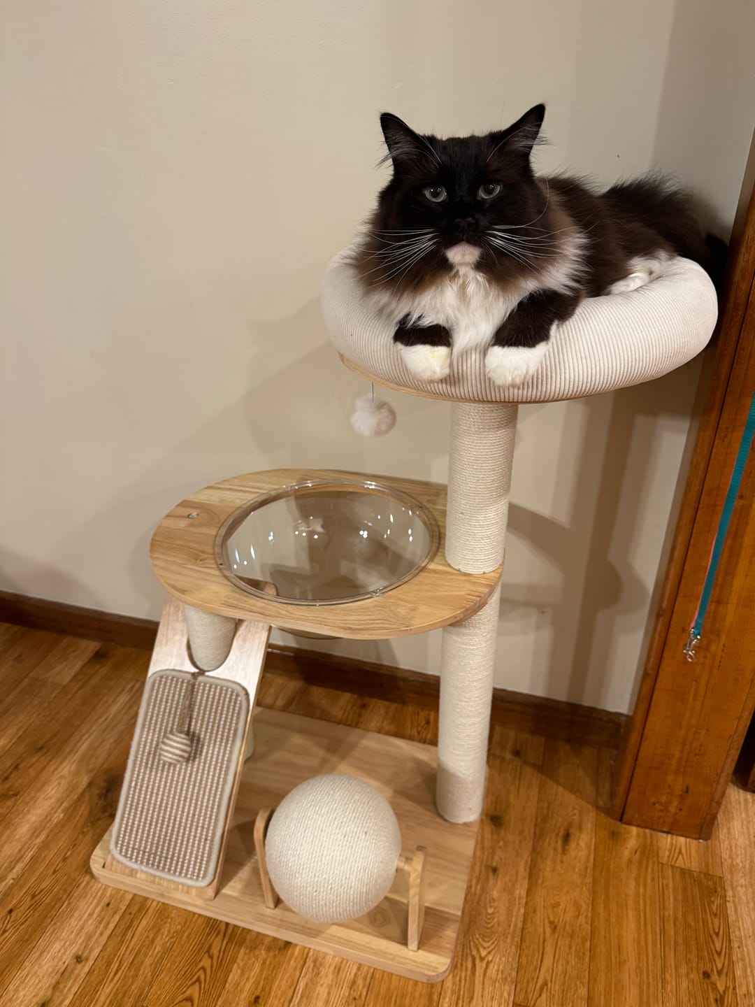 Customer photo review of 3-Tier Wooden Cat Tree with Scratching Posts & Play Features