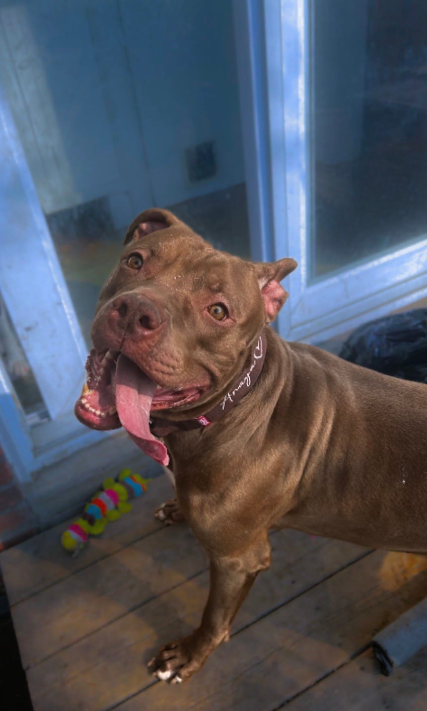 Customer photo review of 2" Tacti Luxe Dog Collar - Rose Gold - Chocolate