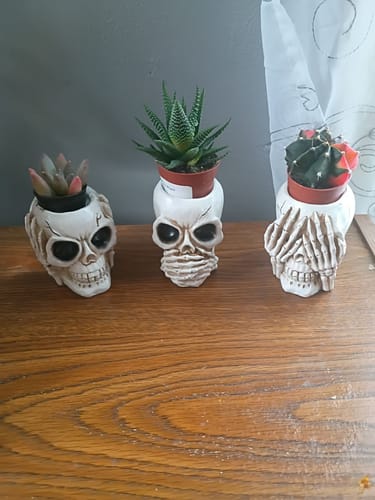 Customer photo review of Just Love Skulls Planter Flower Pot