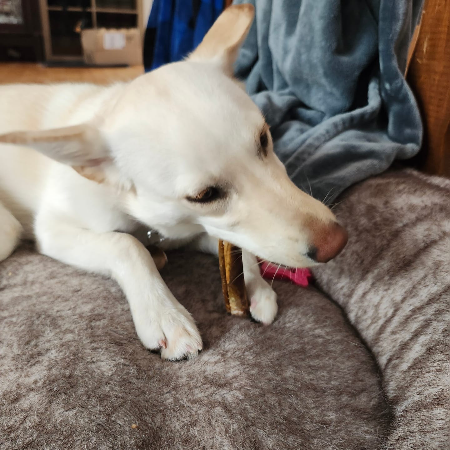 Customer photo review of 5-6 Inch Champion Chew