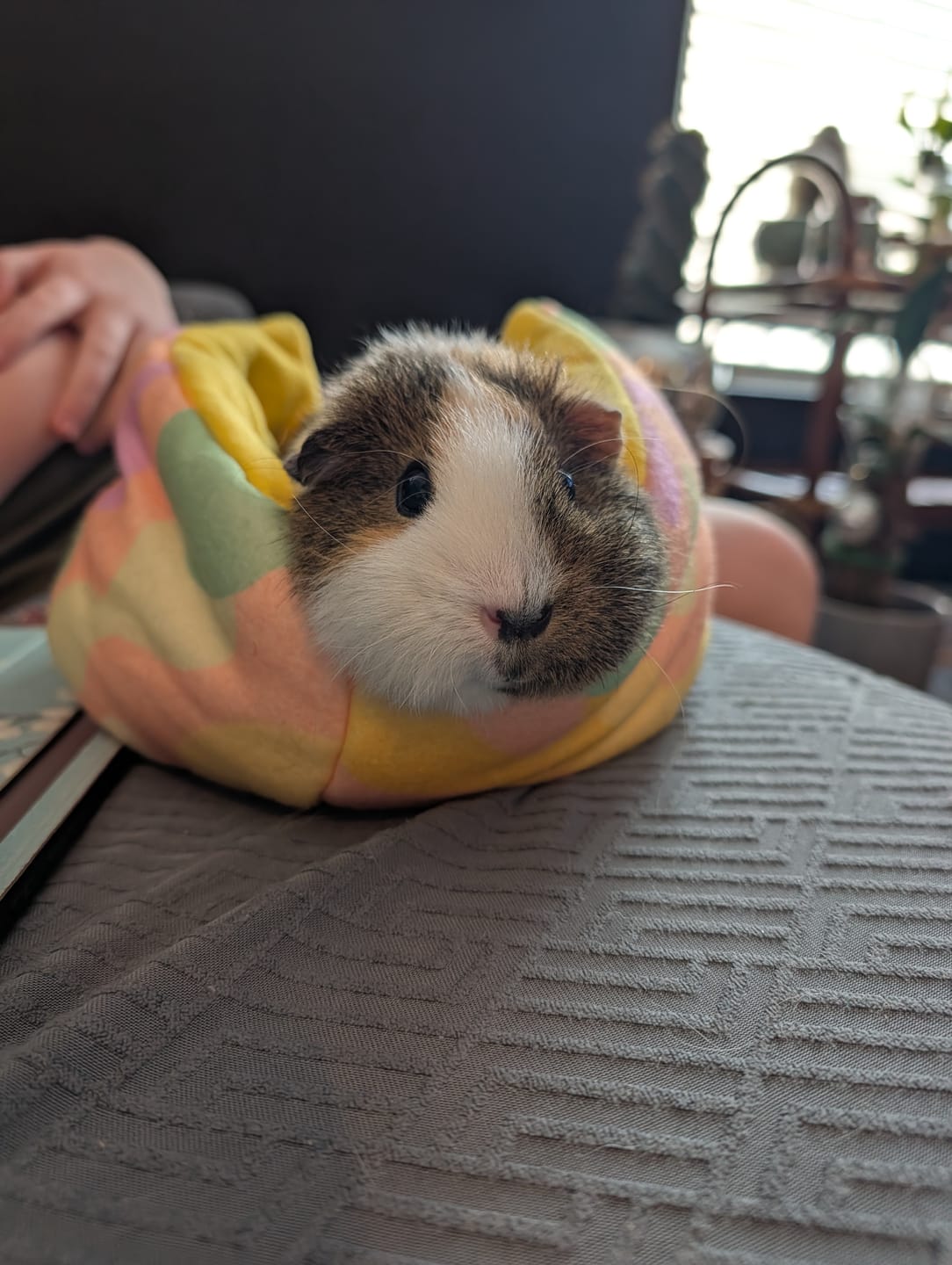 Customer photo review of Guinea Pig Cuddle Cup | Pigcasso V2 Collection