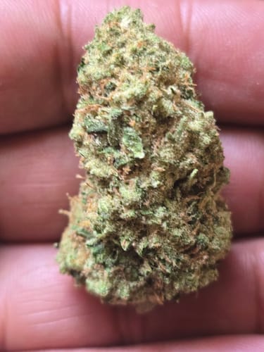 Customer photo review of Lemon Gas Mask Light Assist THCA