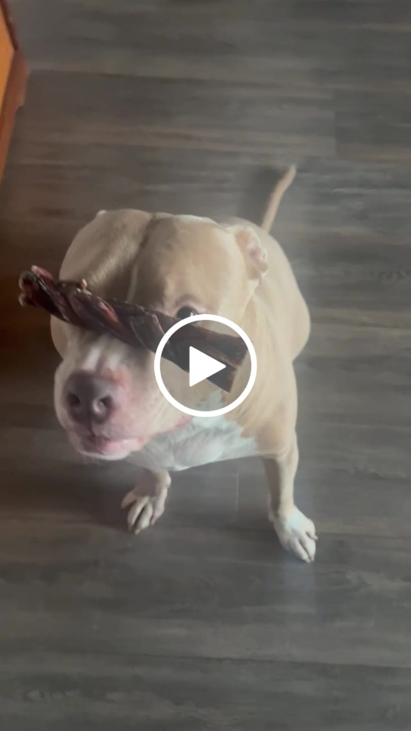 Customer video review of 12 Inch Standard Bully Stick