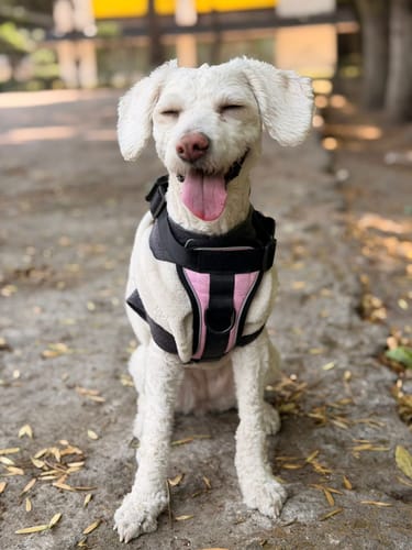 Customer photo review of CT3294 1 Pieza De Pechera Con Correa Para Mascota