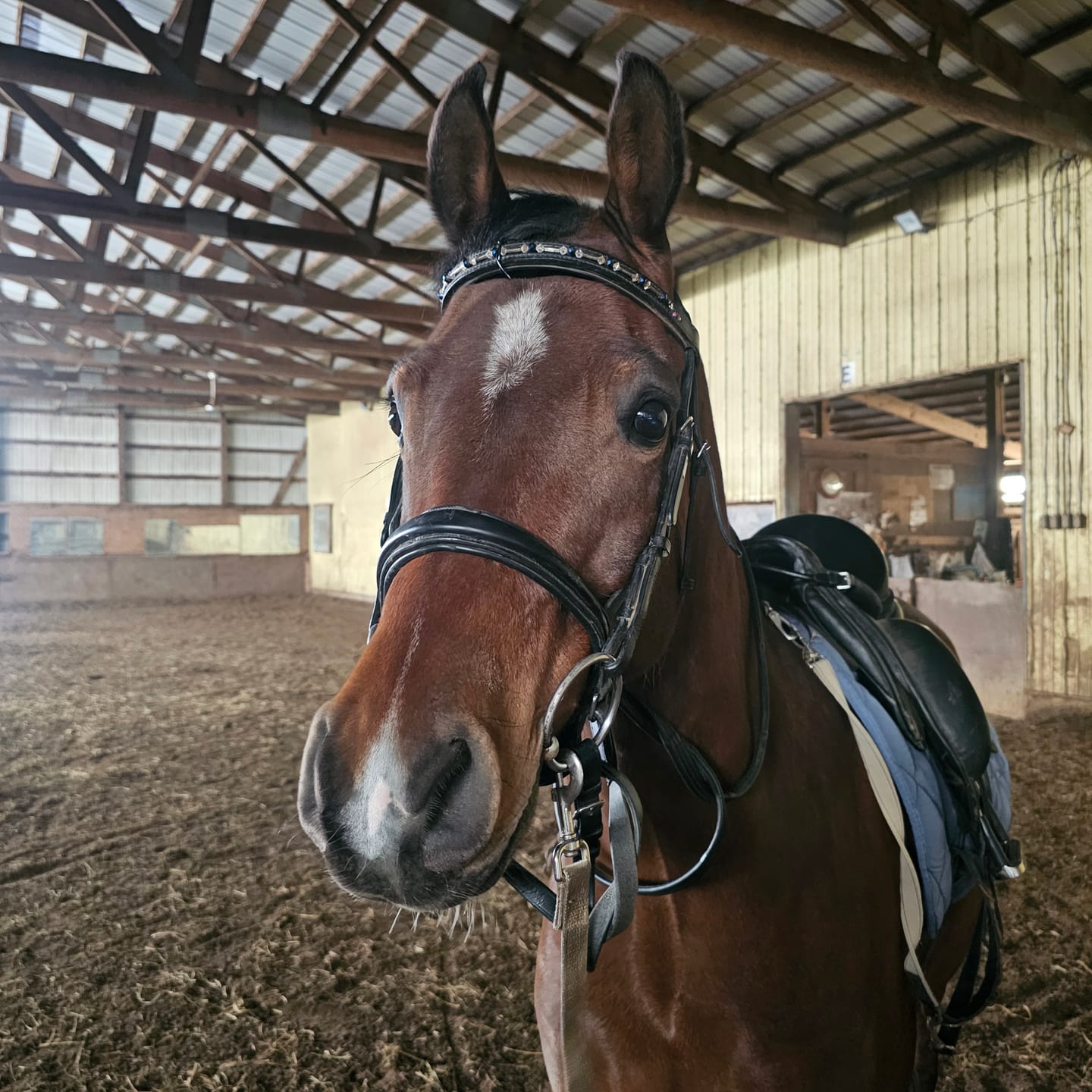 Customer photo review of Equine Aloe Vera Juice