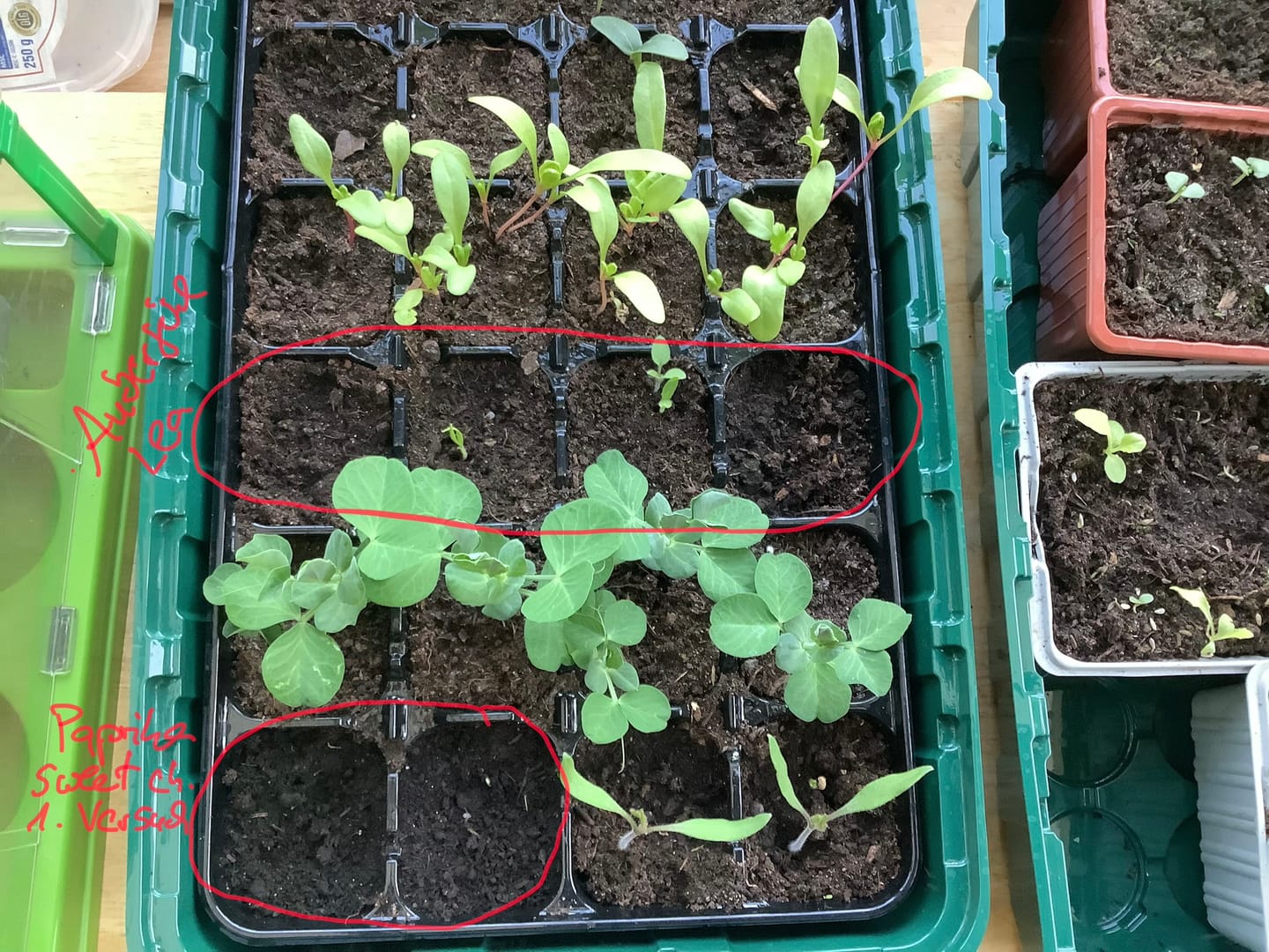 Customer photo review of Saatgut-Abobox 'Gartengemüse'