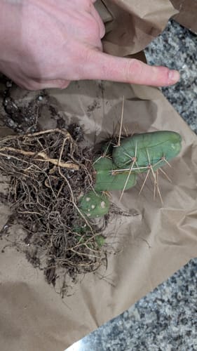 Customer photo review of Trichocereus Bridgesii Monstrose | Short Form | Type B | Penis Cactus