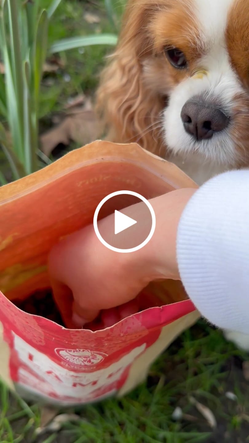 Customer video review of Welsh Lamb Dry Food