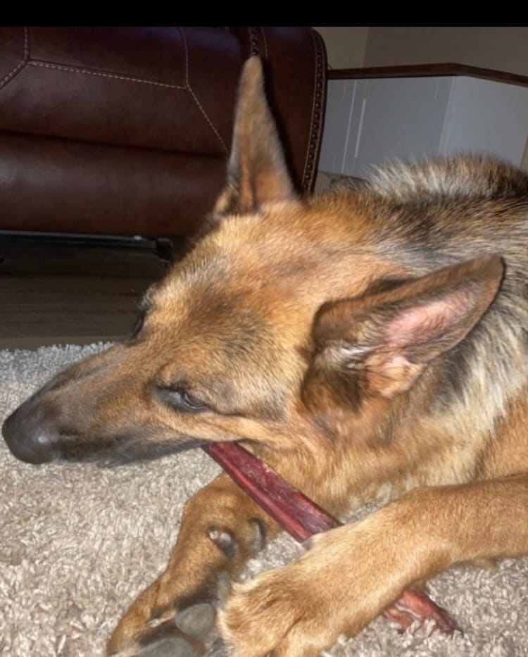 Customer photo review of 12 Inch Monster Bully Stick