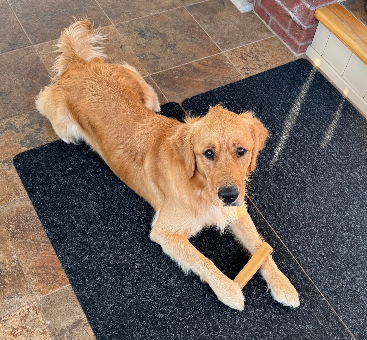 Customer photo review of Himalayan Yak Chew (MEGA)