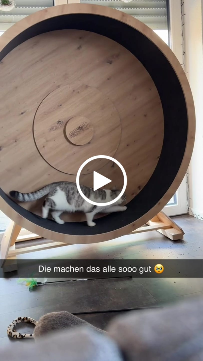 Customer video review of Elmato Katzenlaufrad Rocky Standmodell