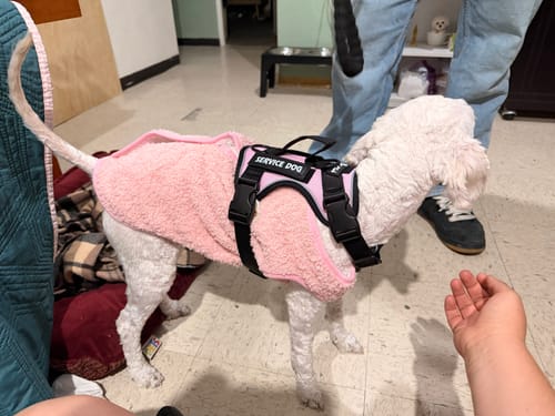 Customer photo review of CT5480 1 Pieza De Ropa De Invierno Para Mascota