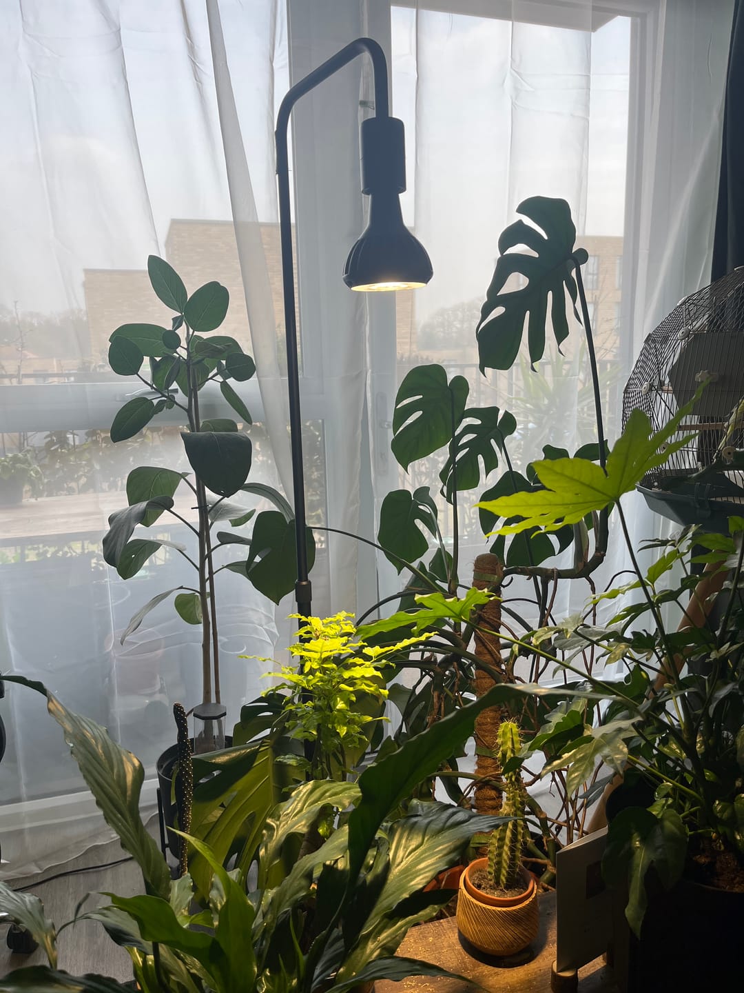 Customer photo review of Pianta Grow Light and Adjustable Floor Lamp Bundle