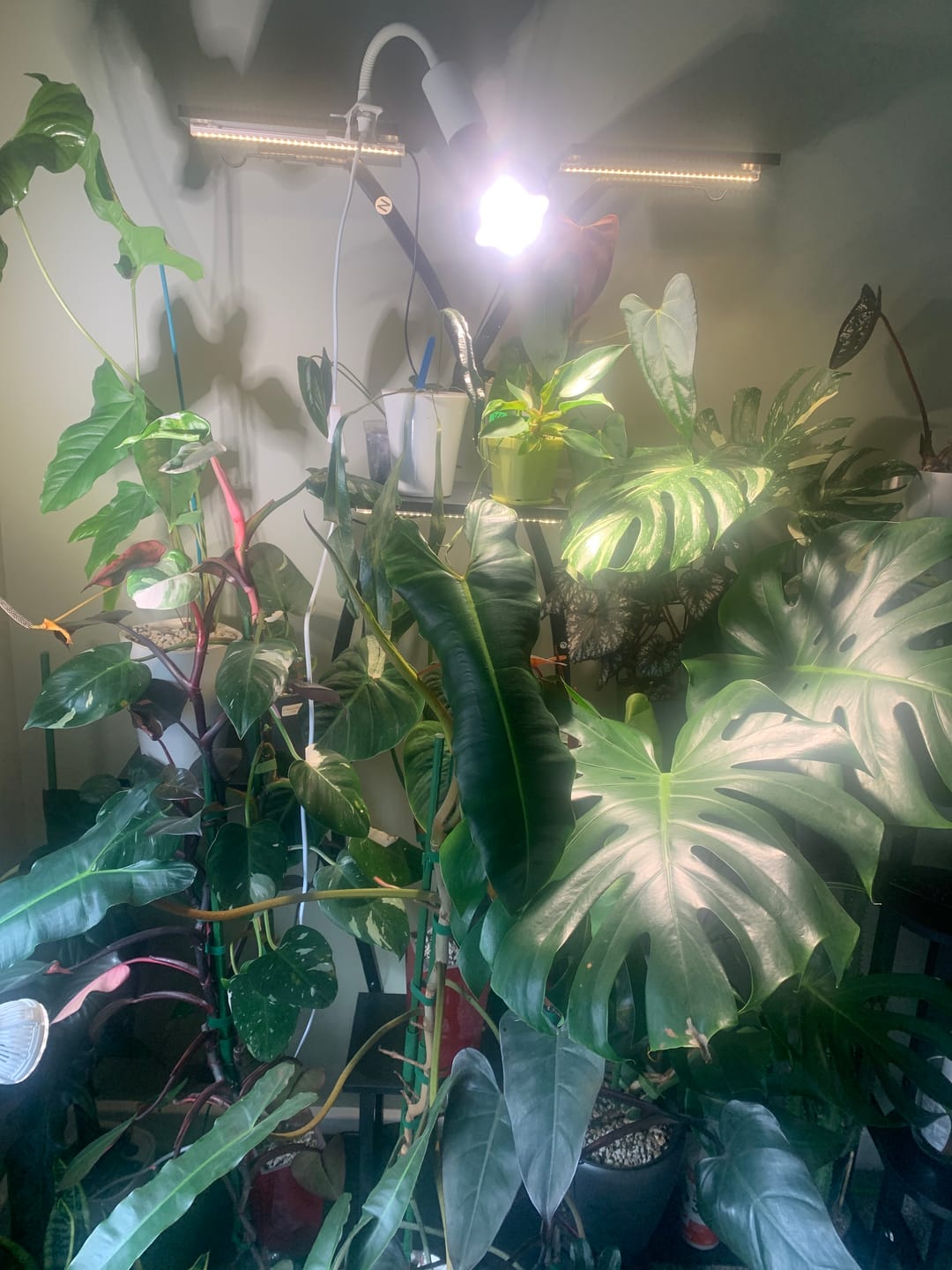 Customer photo review of Pianta 30 Grow Light LED Bulb