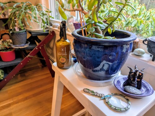 Customer's bottle of Houseplant Pest Spray on a stool next to a potted plant in a sunny room with other plants.