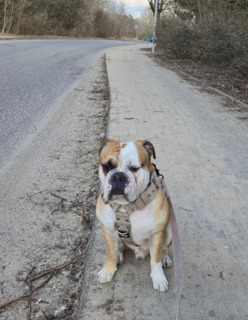 Customer photo review of Szelki z raczką typu guard - Easy Walk Beżowe