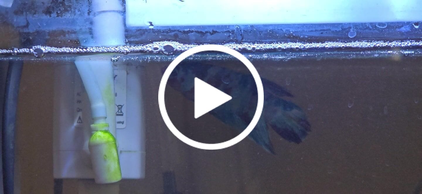 Customer video review of Multicolor King Giant Plakat Male Betta Fish | Mystery Betta
