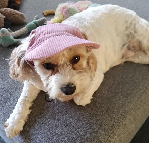 Customer photo review of DOG HATS
