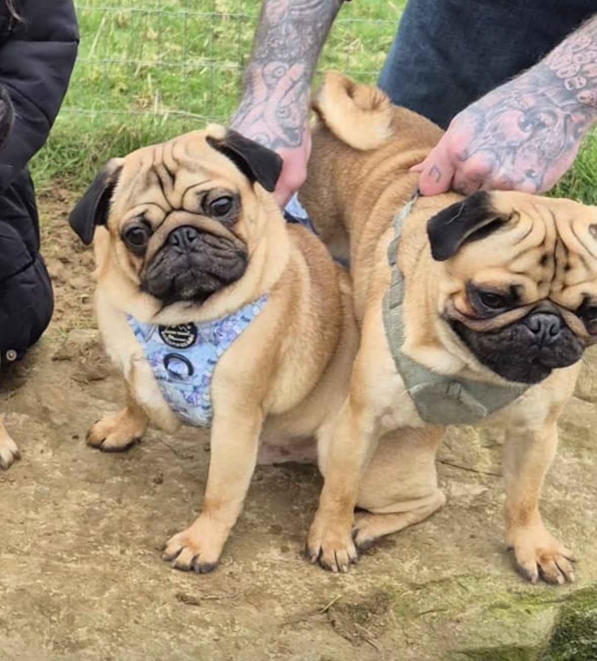 Customer photo review of Disney© Tough Trails™ Harness - Eeyore