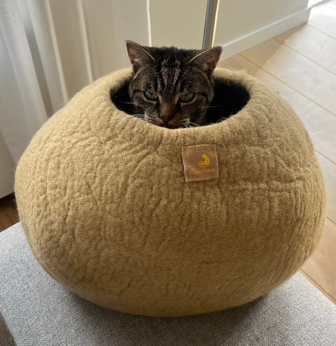 Customer photo review of WoolNest Premium