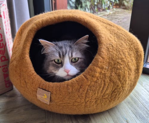 Customer photo review of WoolNest Premium