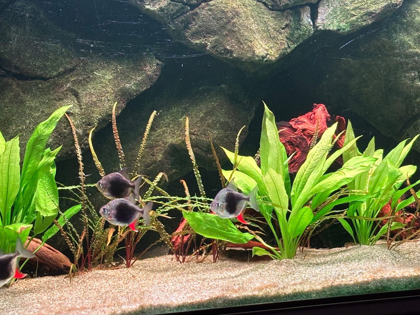 Customer photo review of Racine Naturelle de Mopani - L 35 à 50cm HOBBY