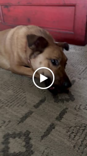 Customer video review of 6 Inch Thick Bully Stick