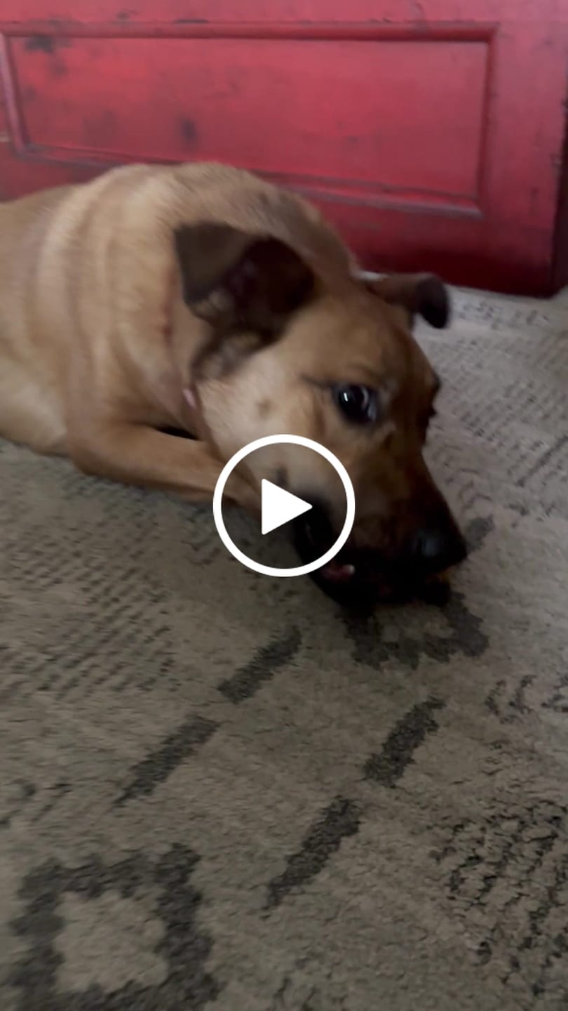 Customer video review of 6 Inch Thick Bully Stick