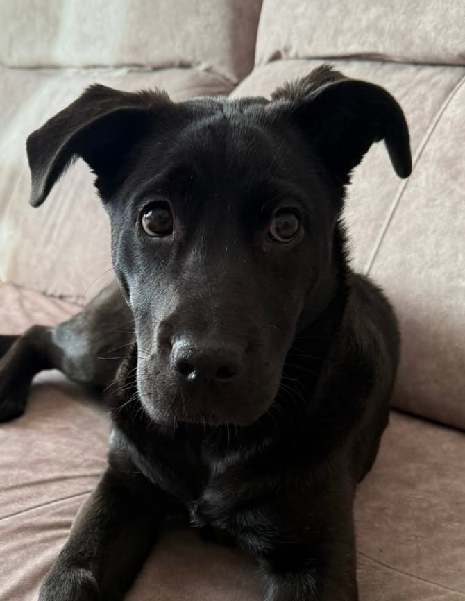 Customer photo review of DNA Test Rassebestimmung Pro Hund