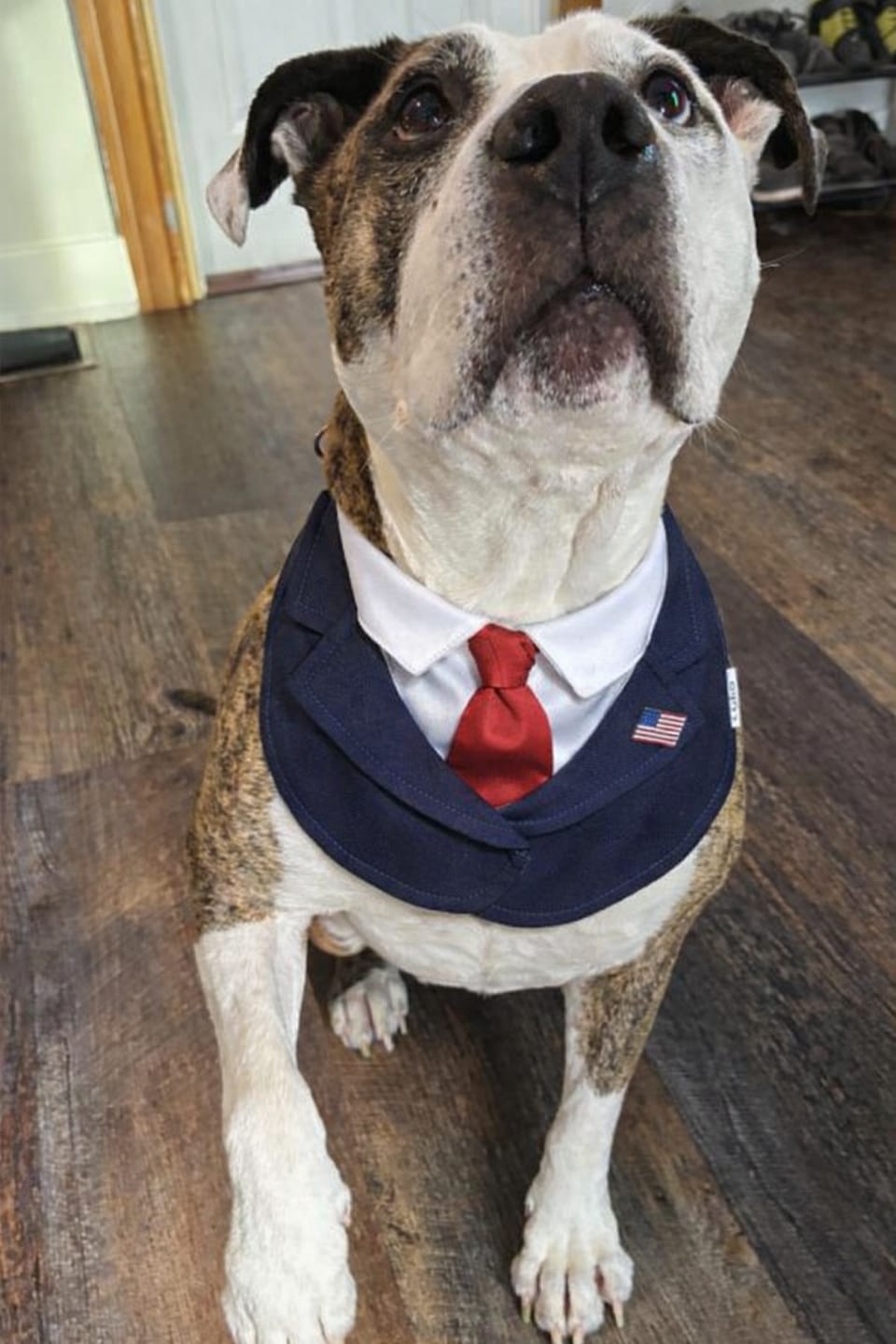 Customer photo review of President – Red & Blue Tie Dog Suit | Formal Style