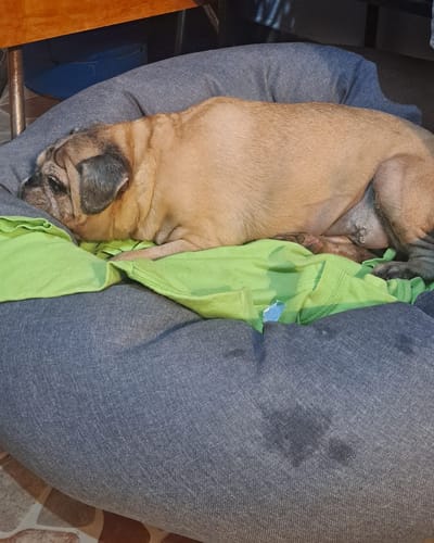 Cliente muestra a su perro descansando cómodamente en la Funda Lino para Cama Antiestrés gris.