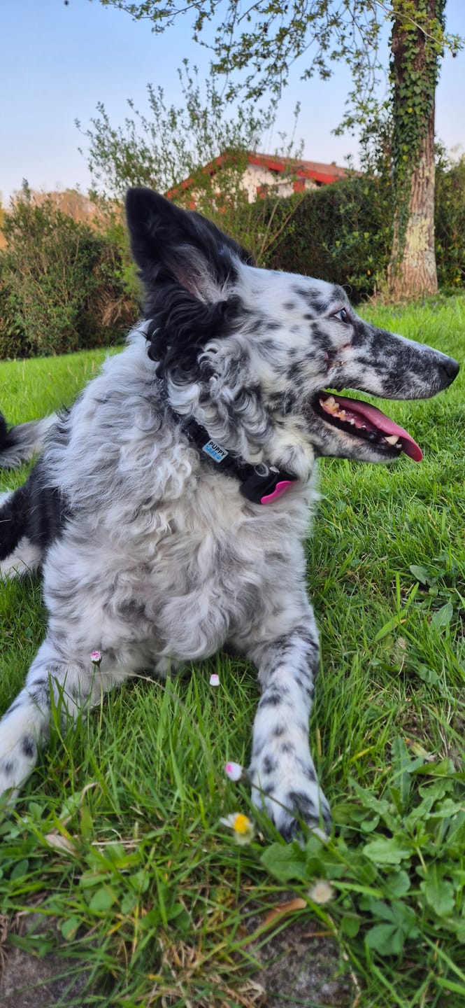 Customer photo review of Collier Anti Aboiement PuppySafe