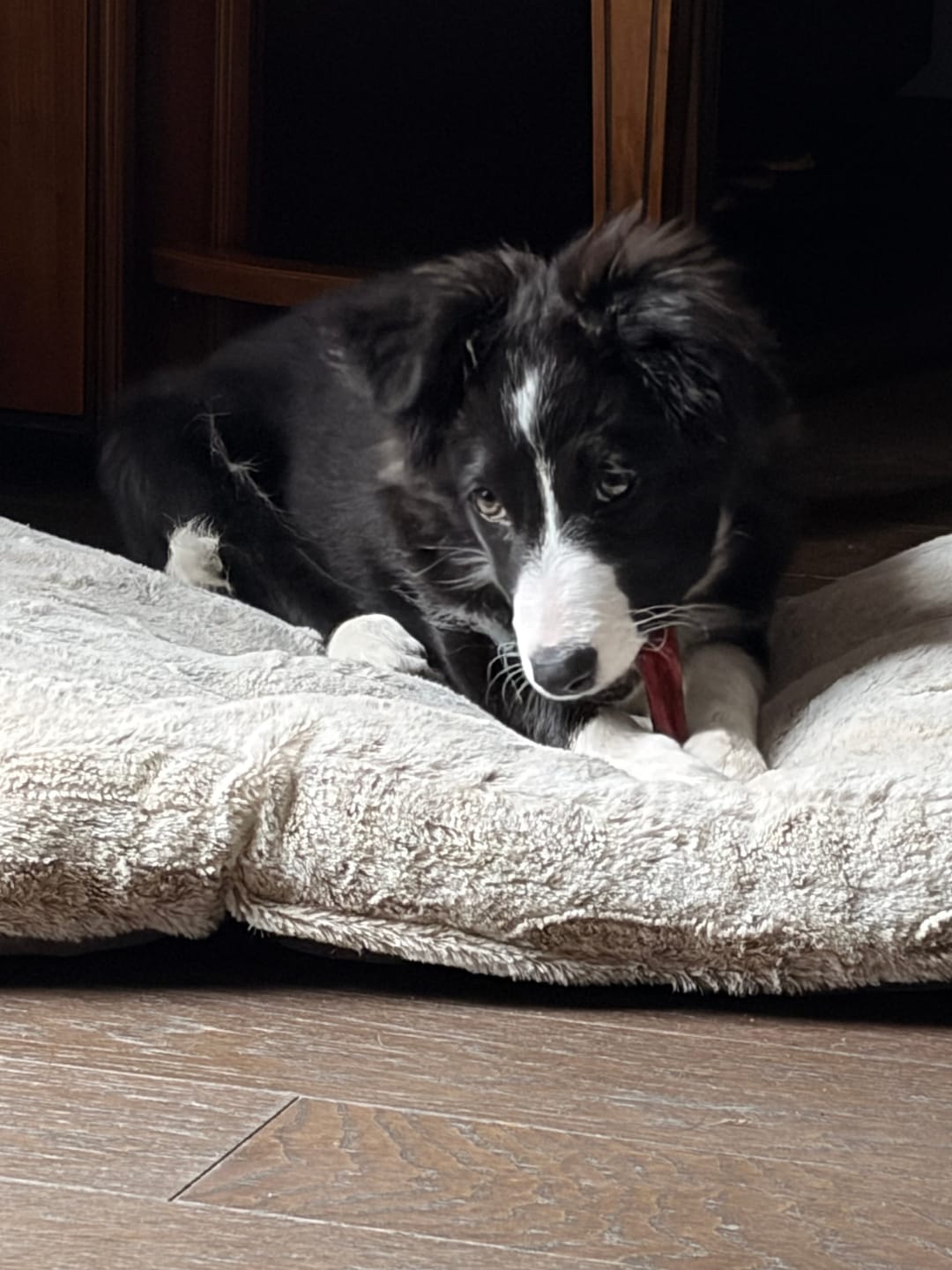 Customer photo review of 6 Inch Thick Bully Stick