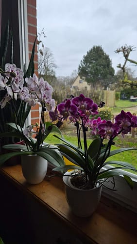 Ein Kunde zeigt zwei Orchideen aus dem Two of Us Farbmix Set auf einer Fensterbank: eine weiß-lila gesprenkelte und eine lila.