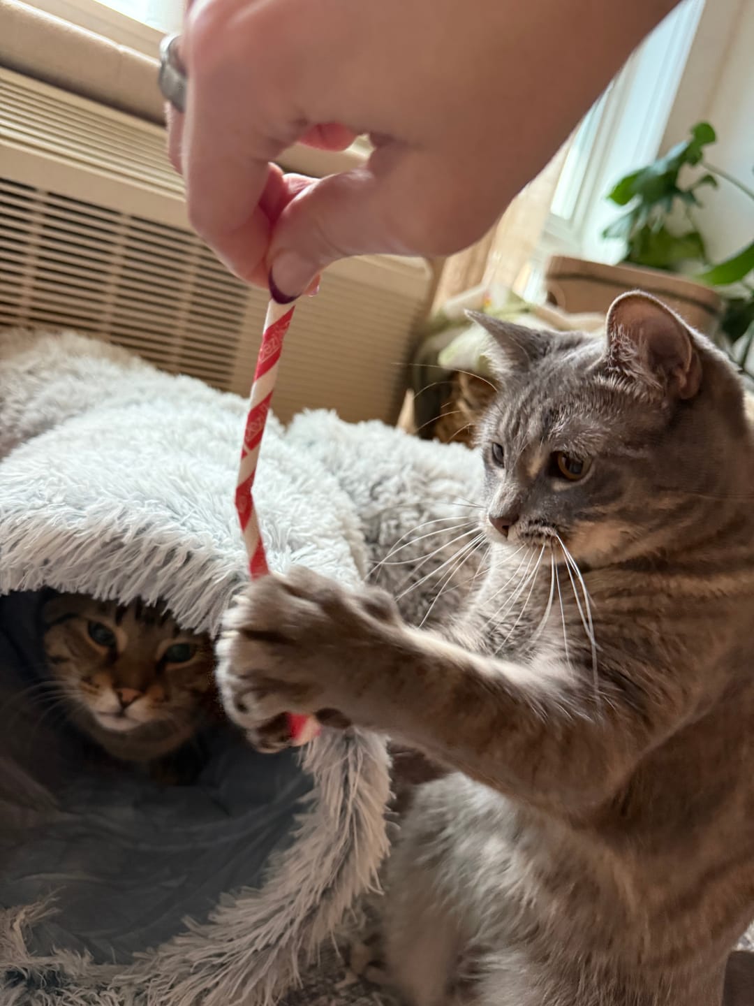 Customer photo review of Silly Stix