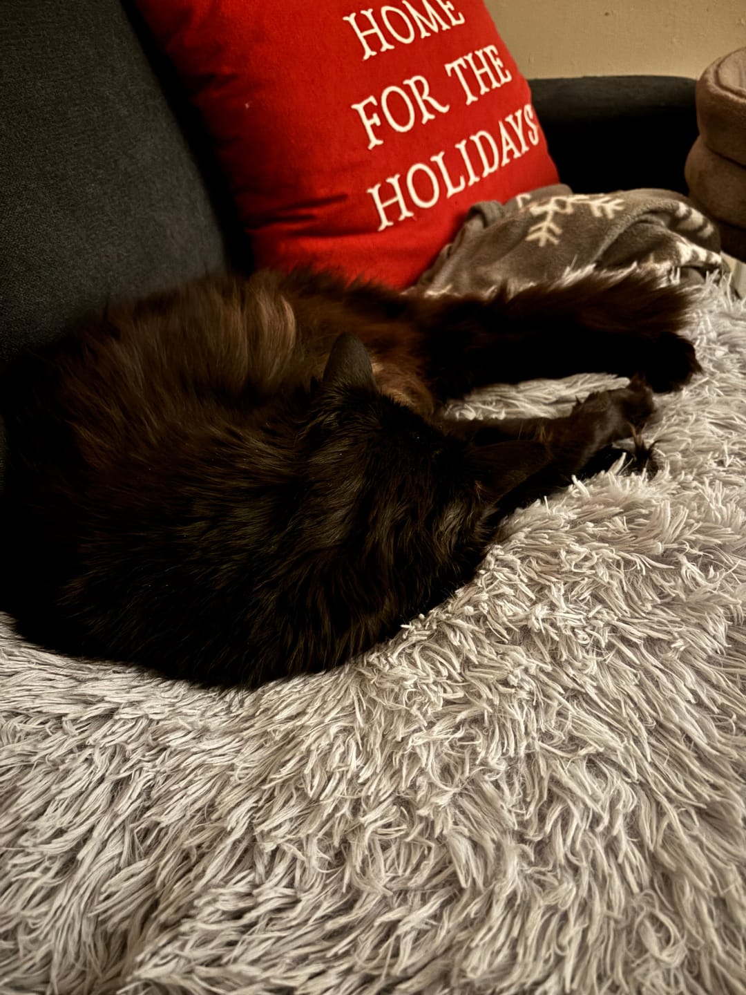 Customer photo review of 2-in-1 Soothing Cat Bed