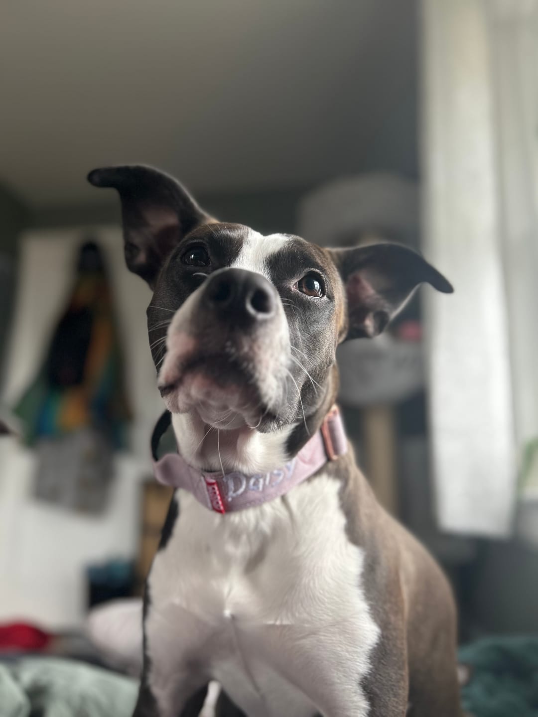 Customer photo review of 1.5" Tacti Dog Collar Slim Luxe - Rose Gold - Sofia