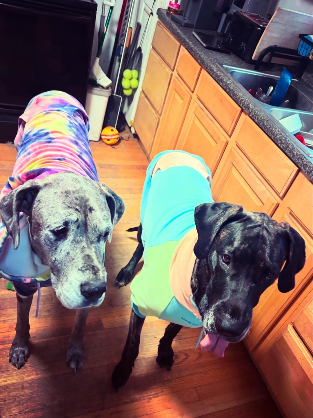 Customer photo review of Jelly Bean Dog Hoodie
