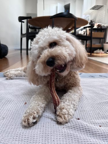 Customer photo review of Kangaroo Tendons - Natural Dental Chews!