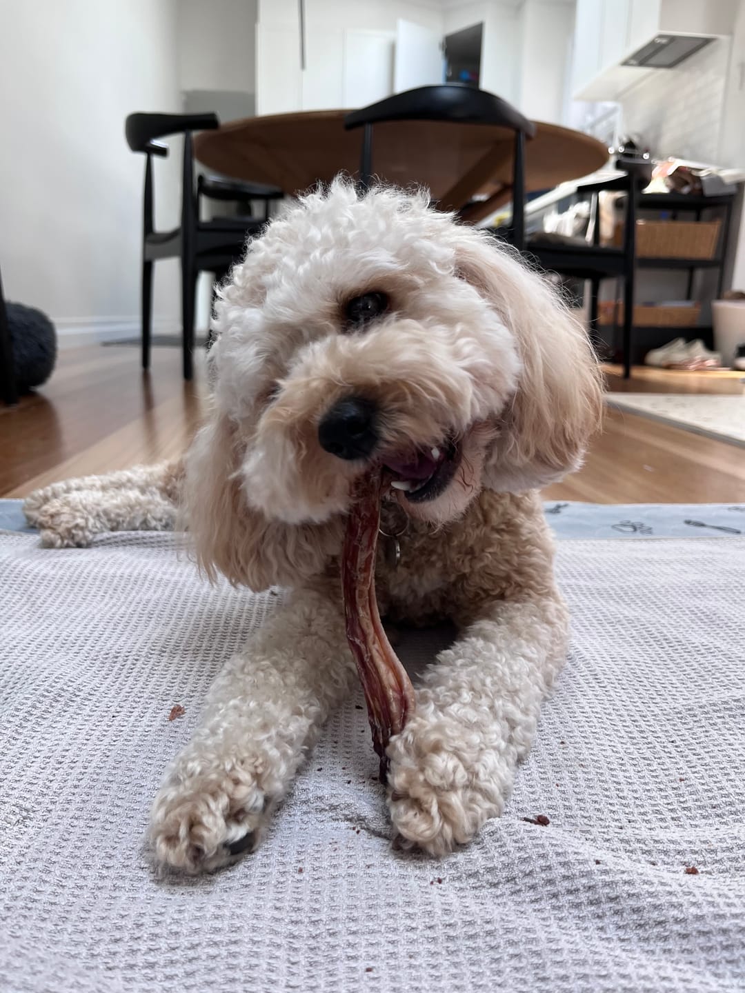 Customer photo review of Kangaroo Tendons - Natural Dental Chews!