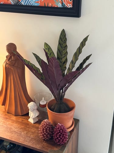 Customer photo review of Calathea Kunstplant 45cm