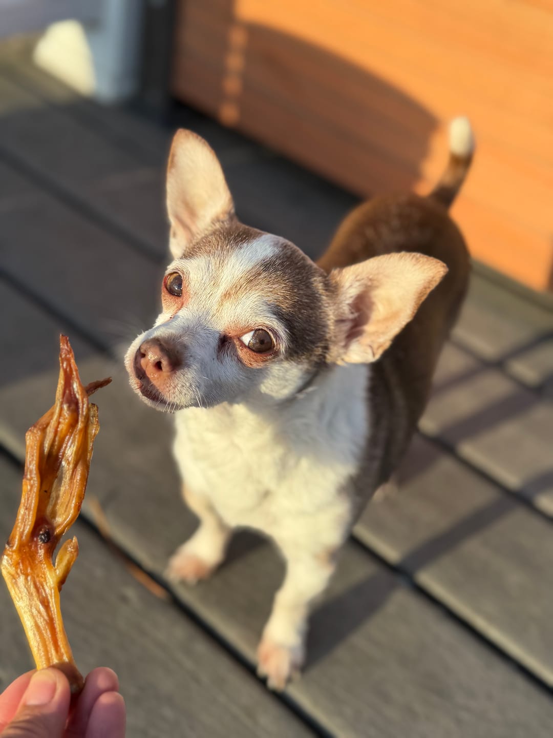Customer photo review of Duck Feet, Cold Smoked