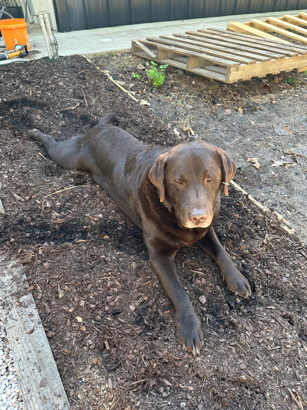 Customer photo review of Daily Support CBD Oil for Pets Over 20lbs