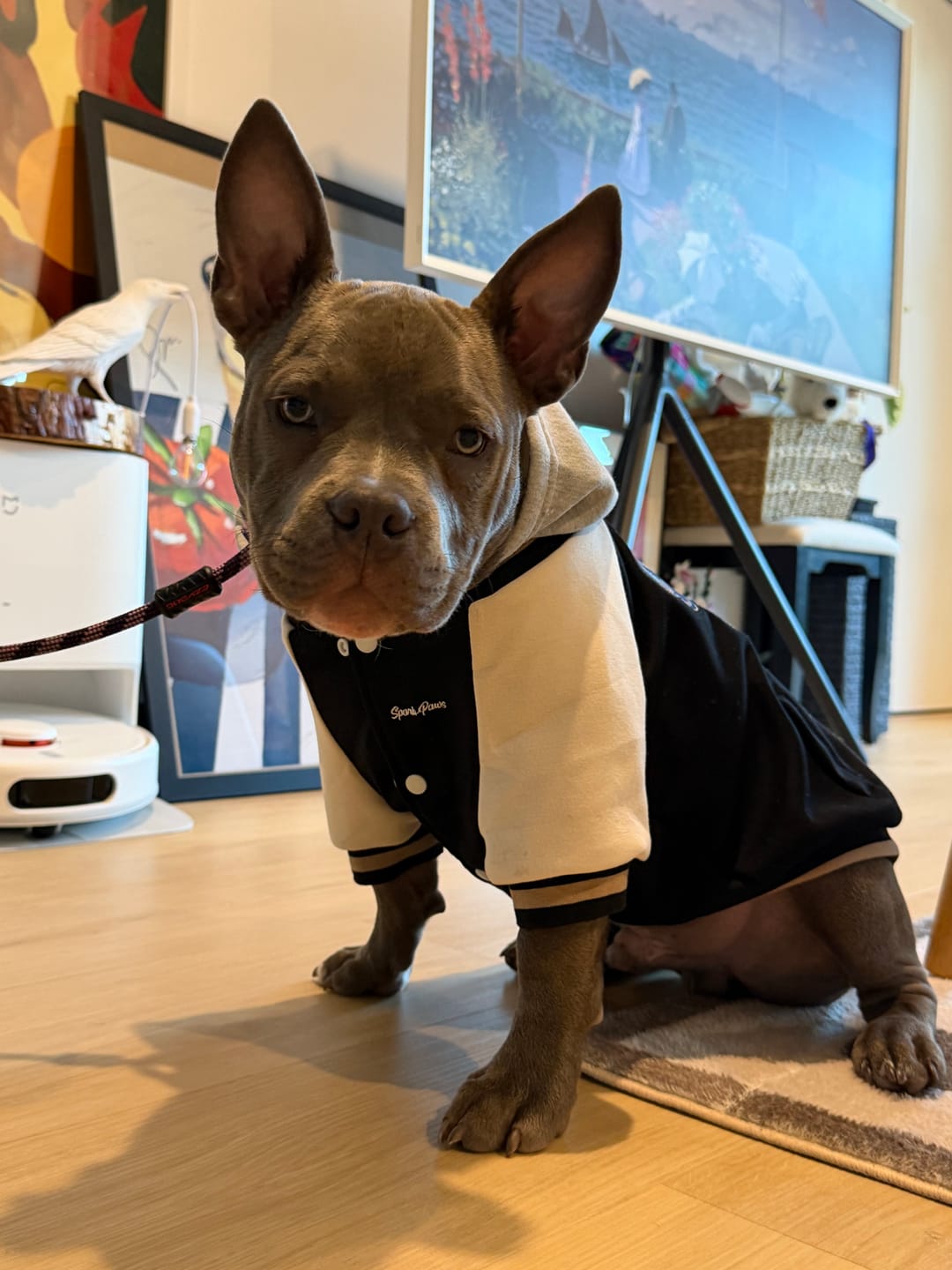 Customer photo review of Dog Varsity Jackets