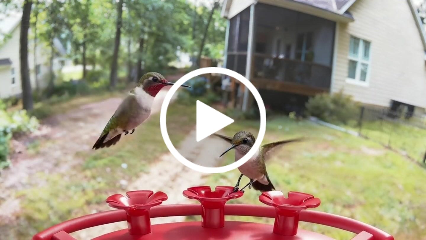Customer video review of VINGUYS Smart Hummingbird Feeder