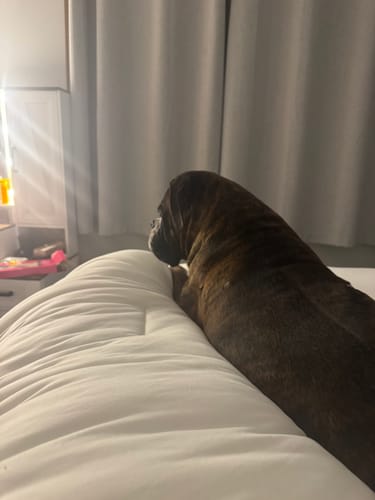 Customer photo review of MarshMellow Double-Stuffed Comforter