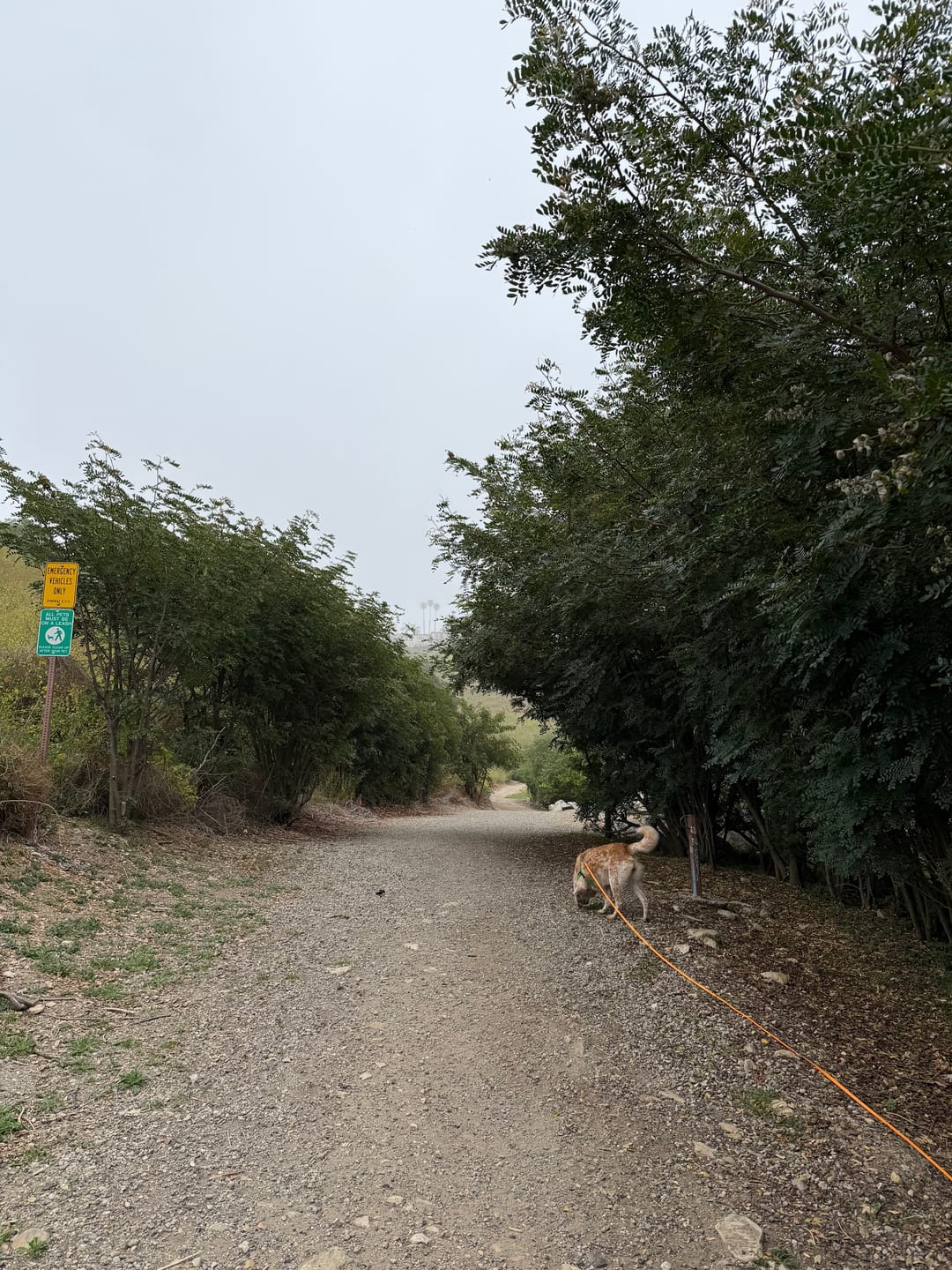 Customer photo review of Biothane Drag Line for Dogs