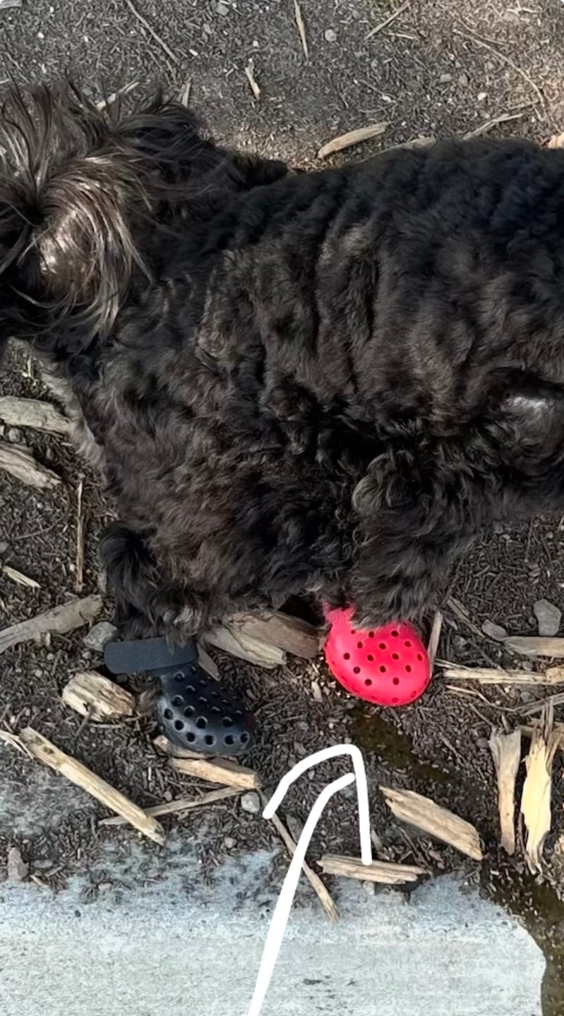 Customer photo review of WagWellie® Mojave Single